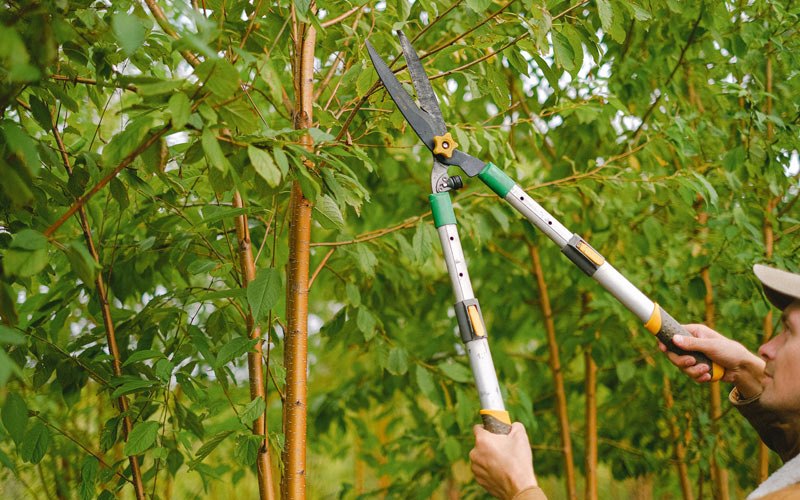 Tree trimming in Huachuca City, AZ